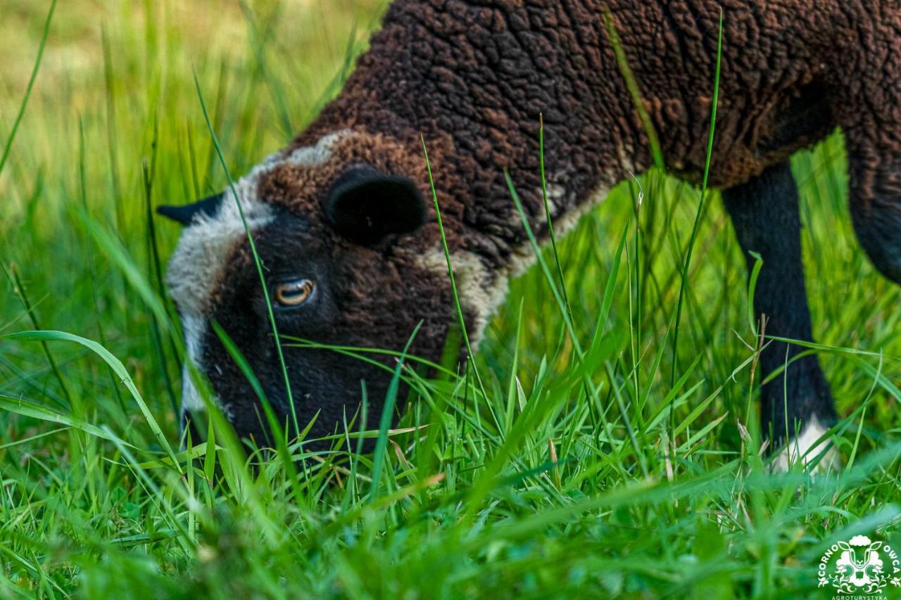 Agroturystyka Corno Owca Zabnica Экстерьер фото